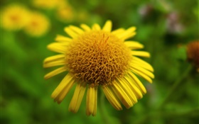Yellow flower close-up, bokeh