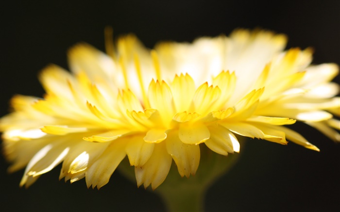 Yellow flower petals close-up, black background Wallpapers Pictures Photos Images