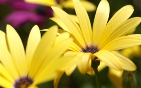 Yellow flower petals macro photography HD wallpaper