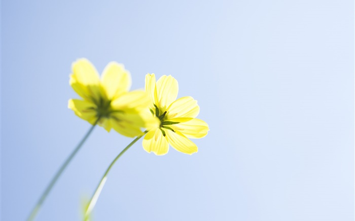 Yellow flowers, blue sky Wallpapers Pictures Photos Images