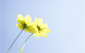 Yellow flowers, blue sky HD wallpaper