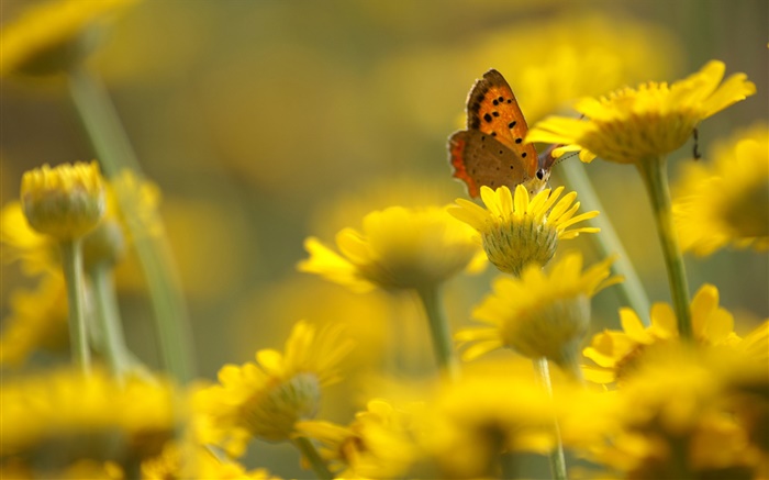 Yellow flowers, butterfly, blur background Wallpapers Pictures Photos Images