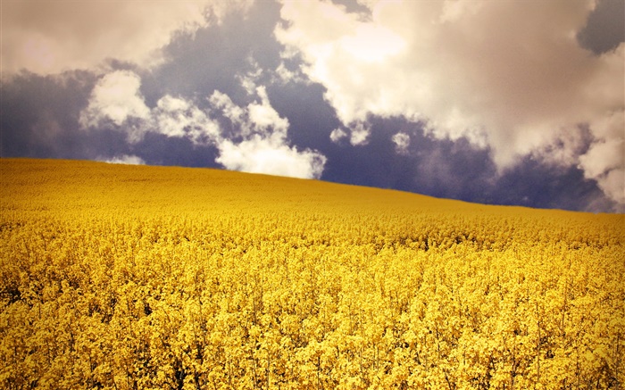 Yellow flowers field, clouds Wallpapers Pictures Photos Images