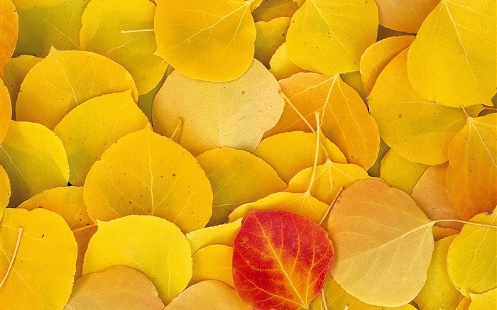 Yellow leaves close-up, one red leaf Wallpapers Pictures Photos Images