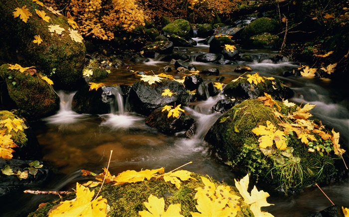 Yellow leaves, stones, creek Wallpapers Pictures Photos Images