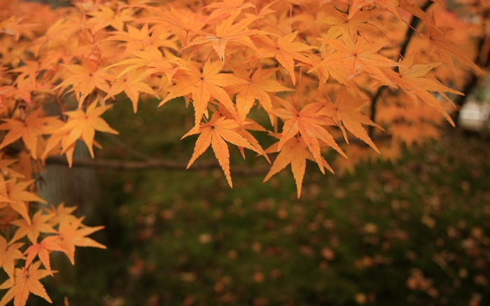 Yellow maple leaves, twigs, autumn Wallpapers Pictures Photos Images