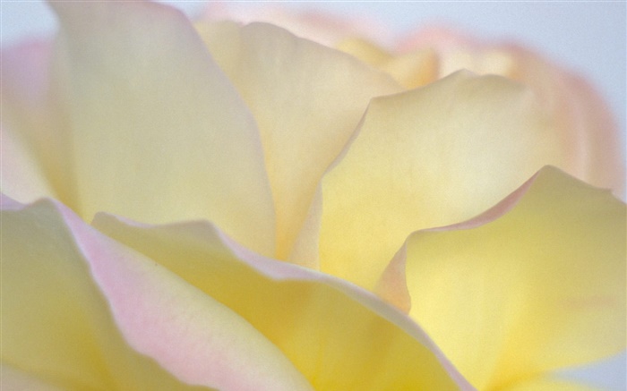Yellow rose petals close-up Wallpapers Pictures Photos Images