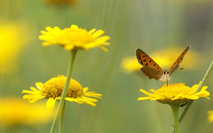 Yellow wildflowers, insect, butterfly Wallpapers Pictures Photos Images