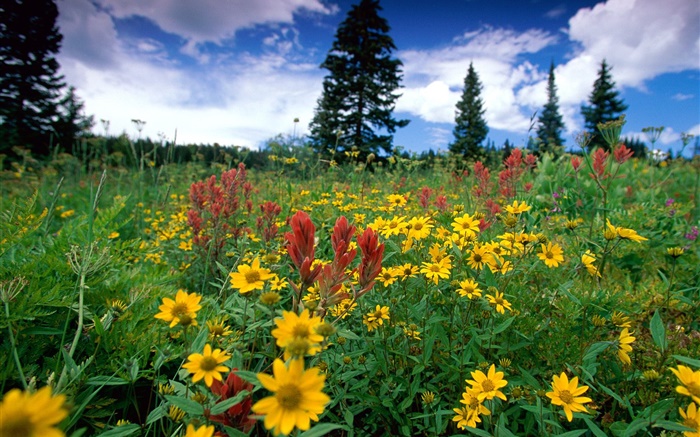 Yellow wildflowers, nature, clouds Wallpapers Pictures Photos Images