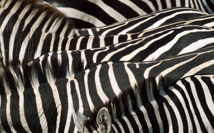 Zebra, black and white stripes Wallpapers Pictures Photos Images