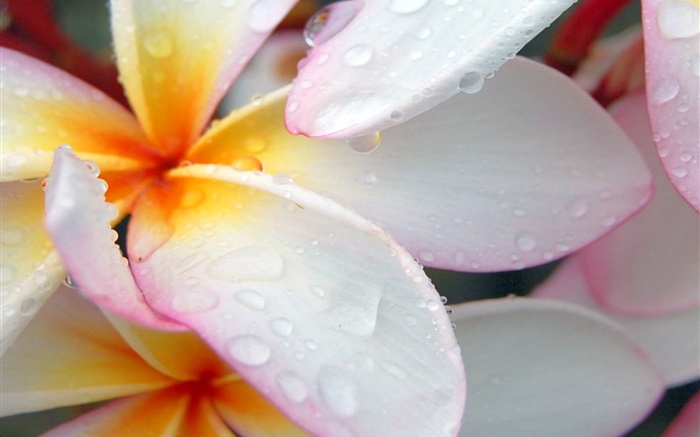 plumeria close-up, water droplets Wallpapers Pictures Photos Images