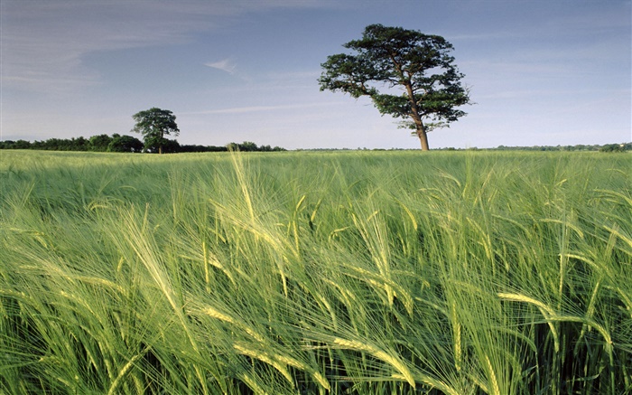 Barley field, trees, North Somerset, England Wallpapers Pictures Photos Images