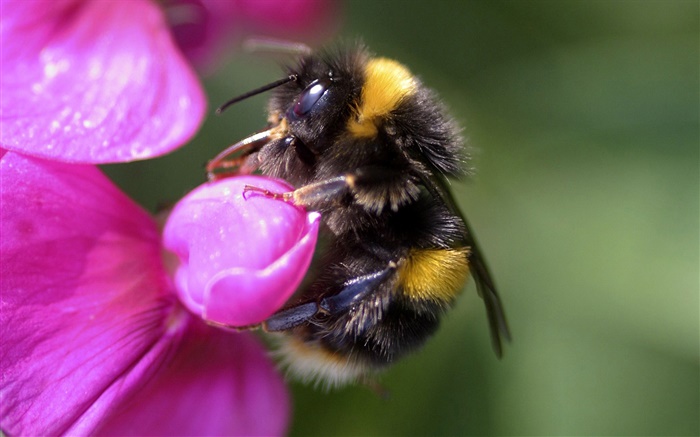 Bee close-up, insect, pink flower Wallpapers Pictures Photos Images