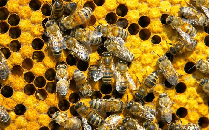 Bees, honeycomb Wallpapers Pictures Photos Images