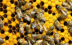 Bees, honeycomb HD wallpaper