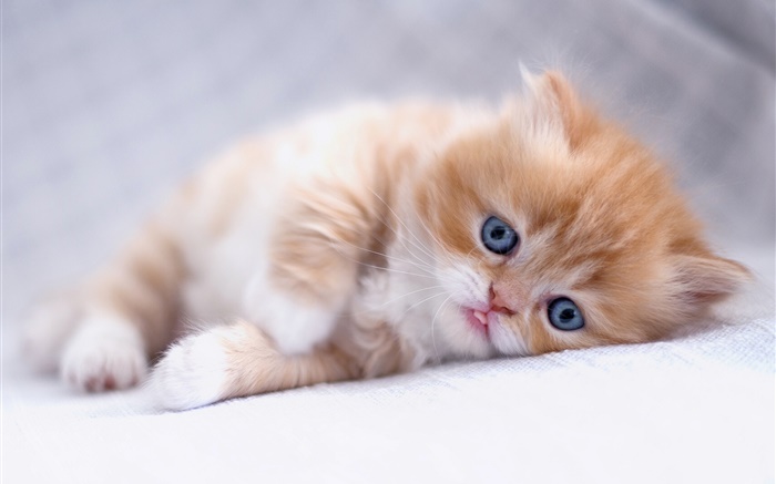 Blue eyes kitten sleep Wallpapers Pictures Photos Images