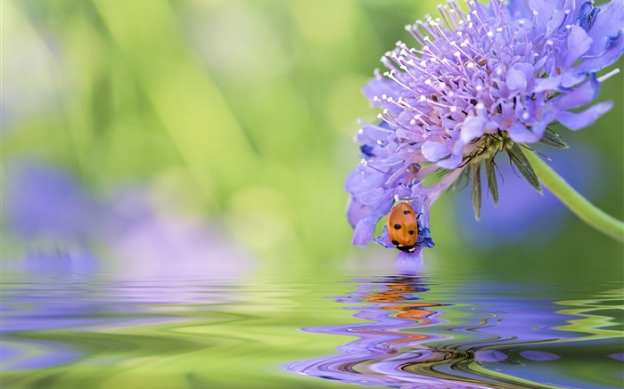 Blue flower, ladybug, water, reflection Wallpapers Pictures Photos Images