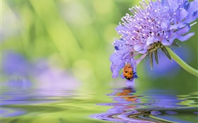 Blue flower, ladybug, water, reflection