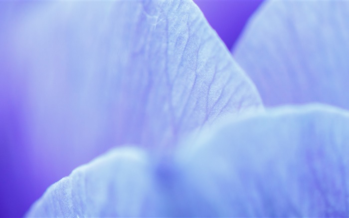 Blue flower petals macro photography Wallpapers Pictures Photos Images