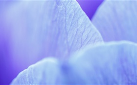 Blue flower petals macro photography HD wallpaper