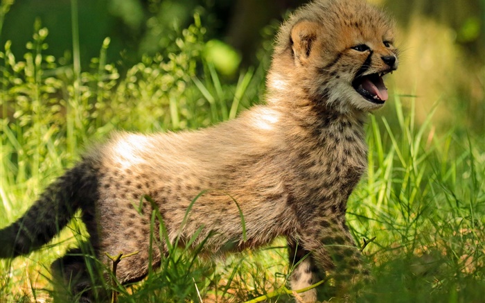 Cheetah cub, baby, grass Wallpapers Pictures Photos Images