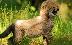 Cheetah cub, baby, grass