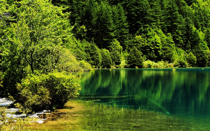 China, Jiuzhaigou National Park, lake, trees, green Wallpapers Pictures Photos Images