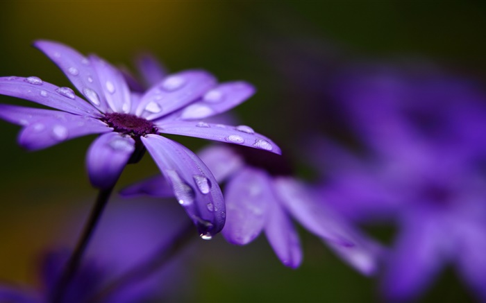 Cineraria, purple flowers, petals, water drops Wallpapers Pictures Photos Images