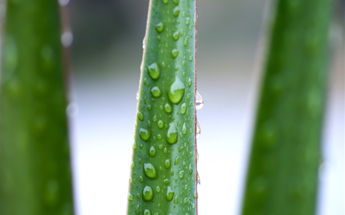 Closeup of aloe leaves, water droplets Wallpapers Pictures Photos Images