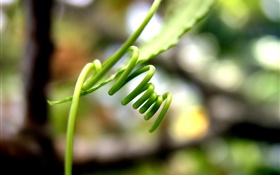 Closeup of green vines