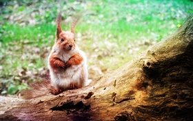 Cute animal, squirrel close-up, bokeh