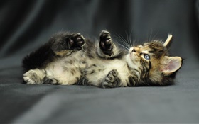 Cute kitten baby