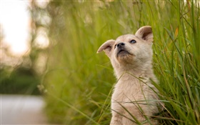 Cute puppy, grass HD wallpaper