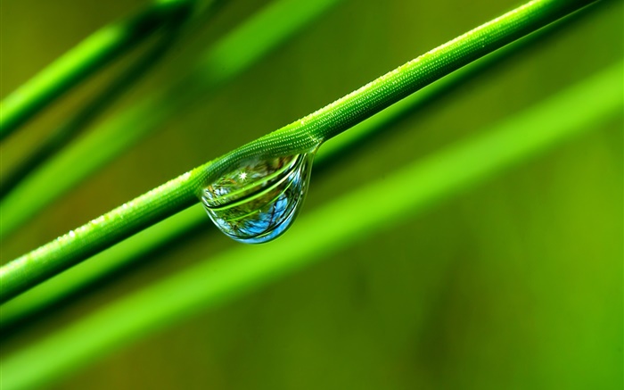 Dew, grass, green, macro photography Wallpapers Pictures Photos Images
