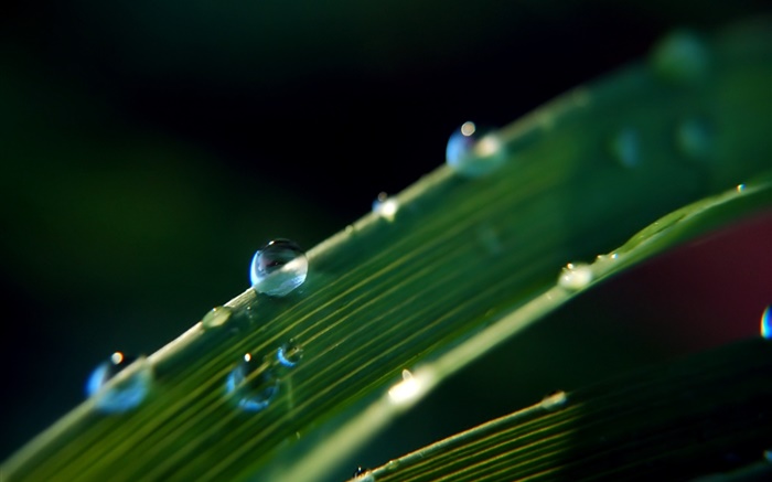 Dew on the leaf, nature plants Wallpapers Pictures Photos Images
