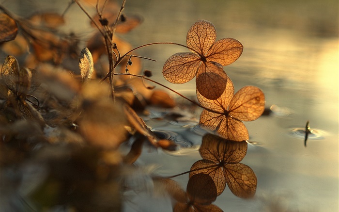 Dry leaves, puddle, water reflection, bokeh Wallpapers Pictures Photos Images