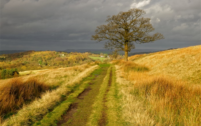 England nature scenery, grass, road, tree, clouds, autumn Wallpapers Pictures Photos Images