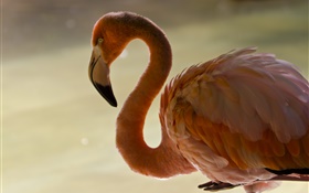 Flamingo close-up, bird, neck, feathers