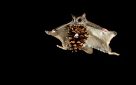 Flying squirrel, night HD wallpaper