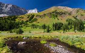 Forest, mountains, meadow, water, stones