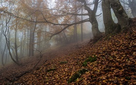 Forest, nature, fog, dawn, autumn HD wallpaper