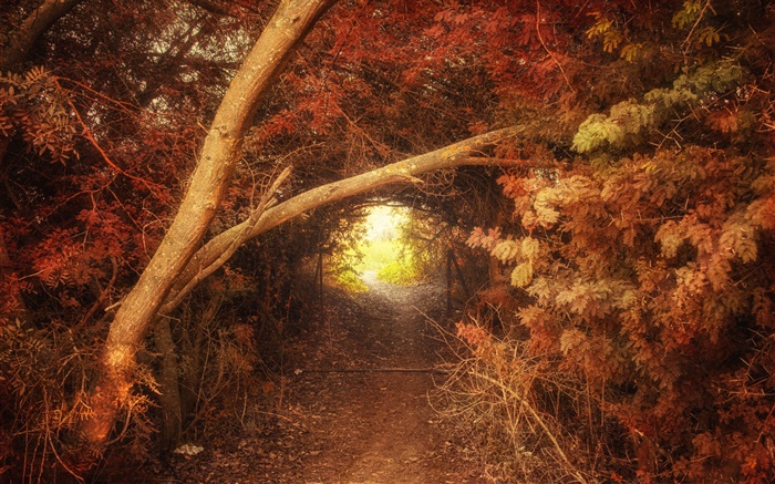 Forest, path, hole, autumn, nature scenery Wallpapers Pictures Photos Images