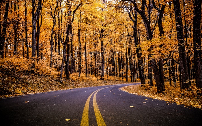 Forest, road, yellow leaves, trees, autumn Wallpapers Pictures Photos Images