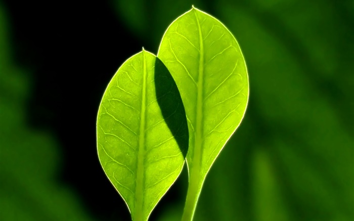 Fresh green leaves, black background Wallpapers Pictures Photos Images