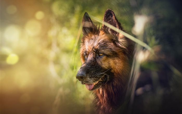 German shepherd, dog, face, bokeh Wallpapers Pictures Photos Images