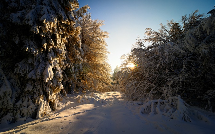 Germany, Hesse, winter, snow, trees, sun rays Wallpapers Pictures Photos Images