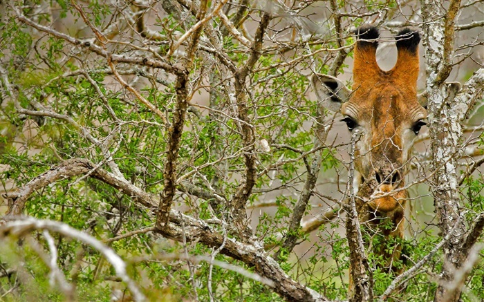 Giraffe hidden in the forest Wallpapers Pictures Photos Images