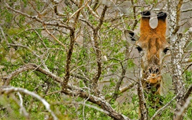 Giraffe hidden in the forest HD wallpaper