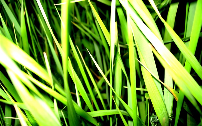 Grass close-up, light, insect Wallpapers Pictures Photos Images