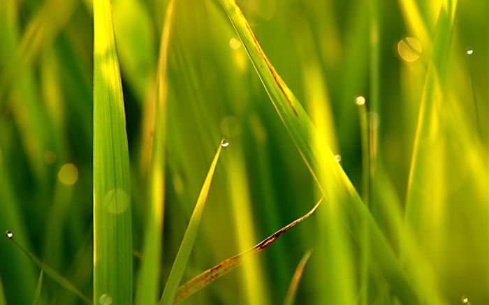 Grass, leaf, point, water drops, sunlight Wallpapers Pictures Photos Images